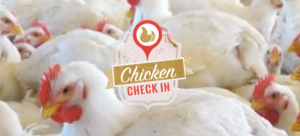 Chicken Check In