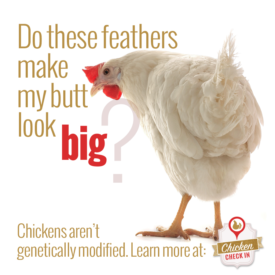 Chicken aren't genetically modified.