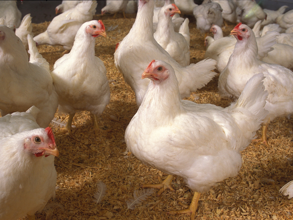 Broiler Chicken Welfare