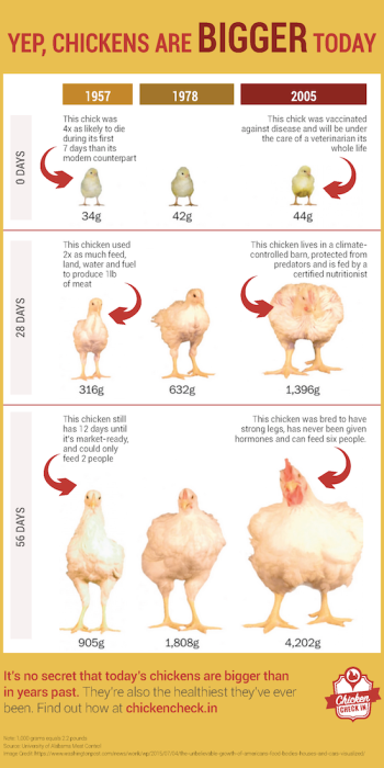 Infographic_Supersized_Chicken