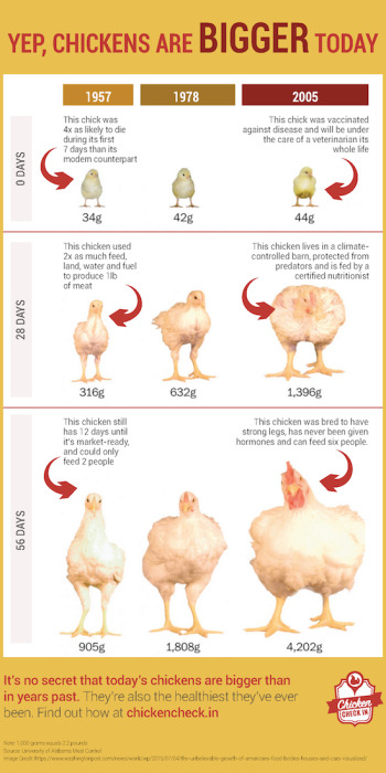 Chicken Breed Chart Pdf