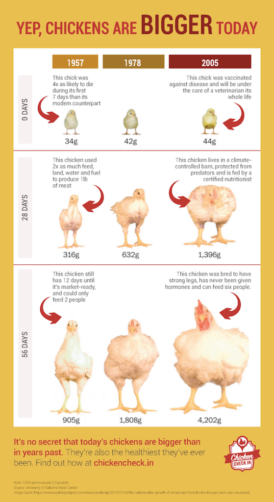 Broiler Chicken Growth Chart