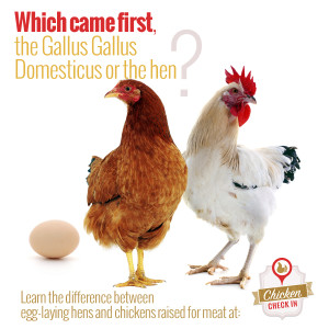 What are Broiler Chickens?