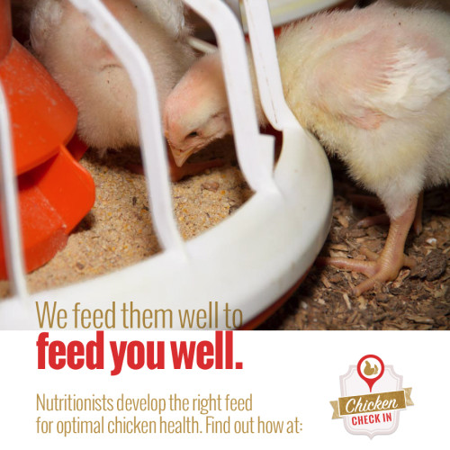 What are broiler chickens? - Chicken Check In
