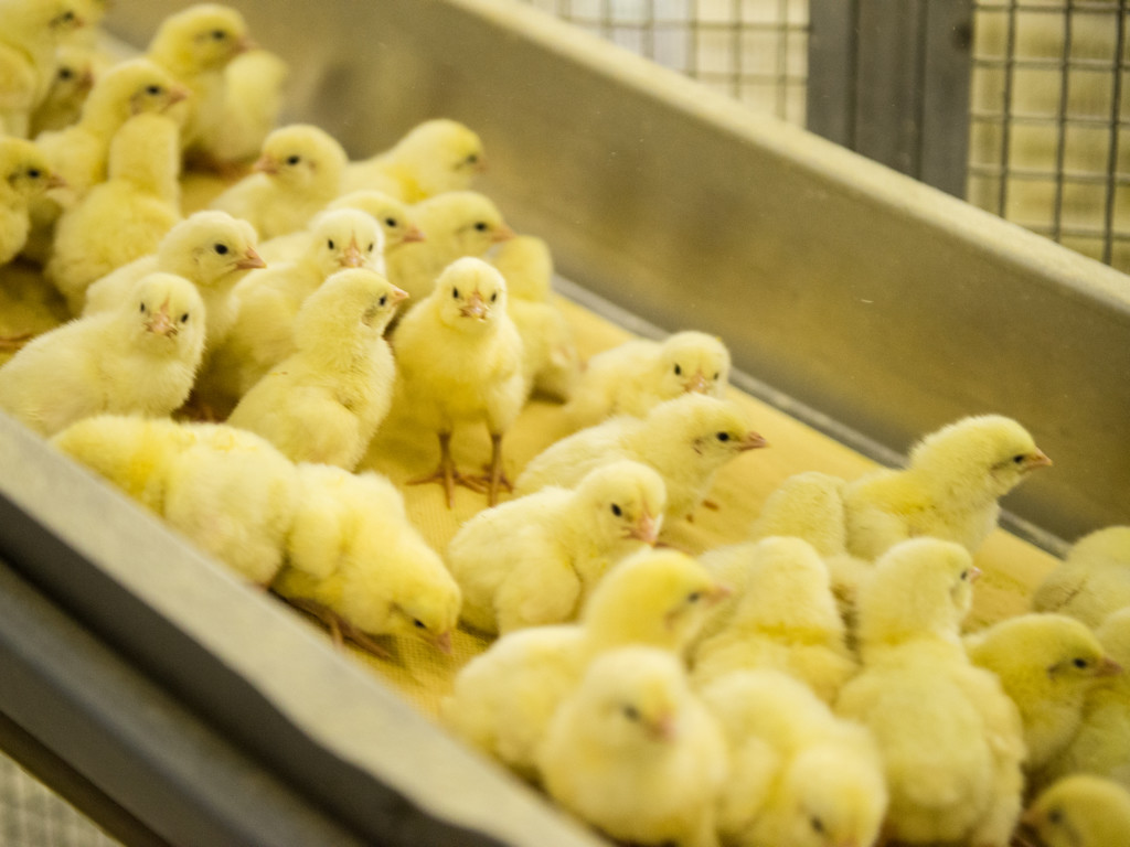 Baby chicks are hatched are hatched in a hatchery on an elite breeder farm, they are fitted with a unique ID tag so farmers and scientists can closely monitor and track their health, size and growth rate.