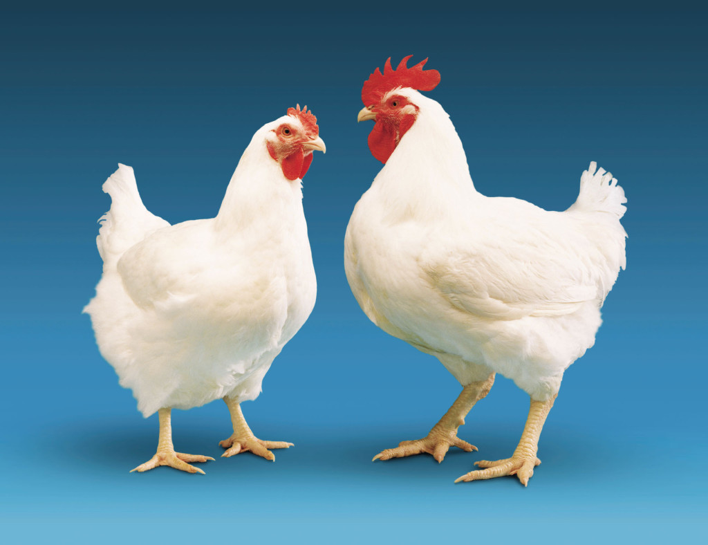 Breeding Pair Chickens are allowed to mate naturally and independently – creating the next generation of pureline breeding stock that are used to start the process all over again.