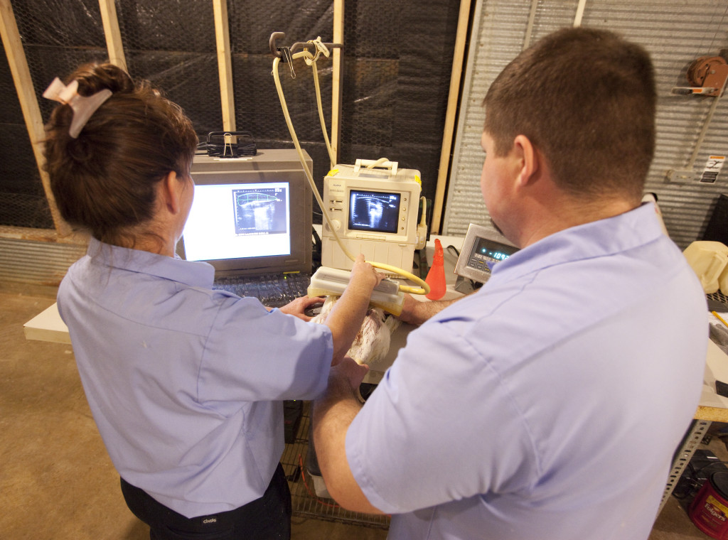 A chicken undergoes a health screening to ensure the healthiest and strongest go on to create the next generation of chickens.