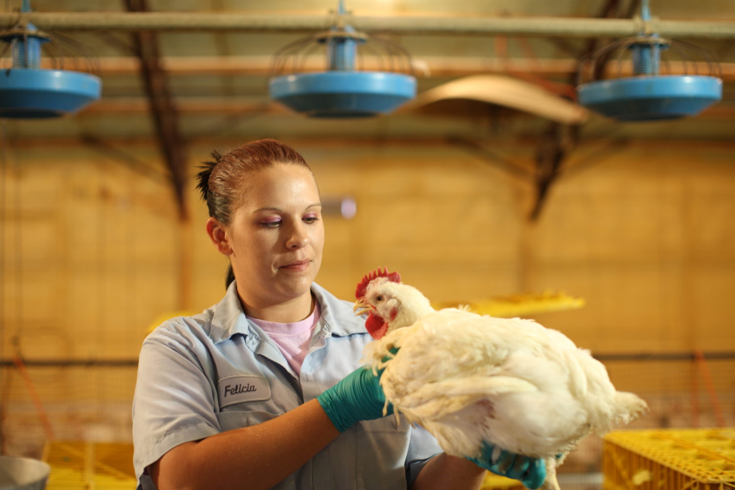 Chickens are examined for feel, weight, observable health.