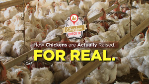 How Chickens Are Actually Raised