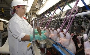 USDA chicken inspection