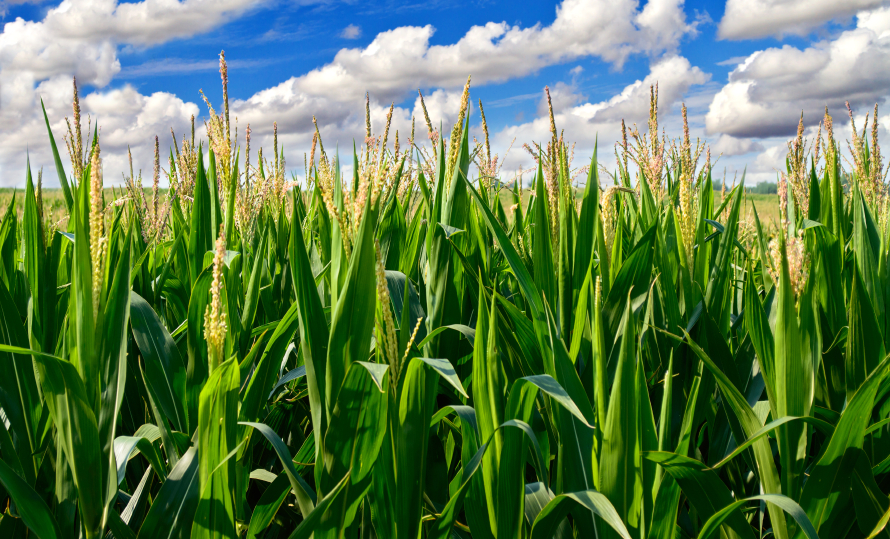 Corn-Field - Chicken Check In