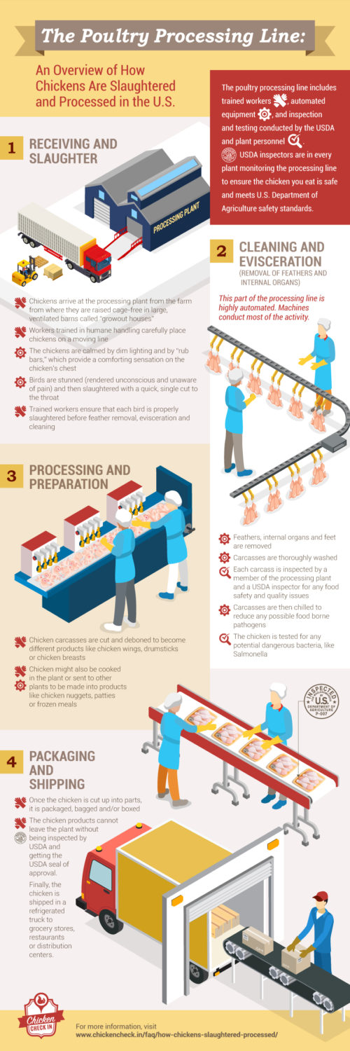 An infographic on the poultry processing line, which shows how chickens are slaughtered and processed in the U.S.