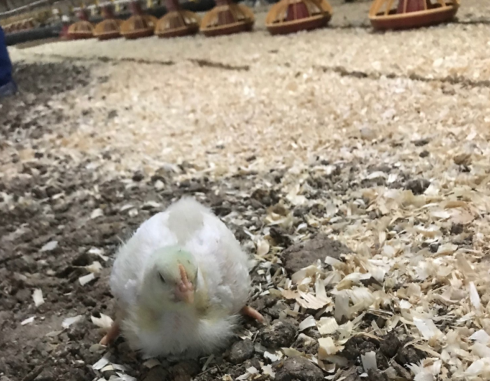 Screen Shot 2018-02-22 at 5.40.15 PM - Chicken Check In
