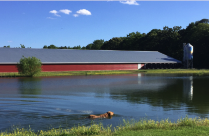 Tery_B_chicken-farm-pond