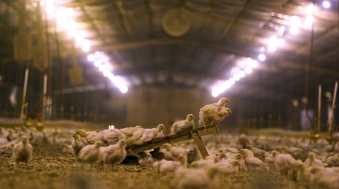 chicken-lighting-house