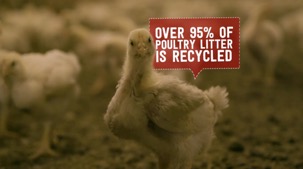 over 95 percent of poultry litter is recycled