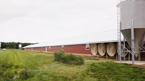 tunnel-fans-chicken-house