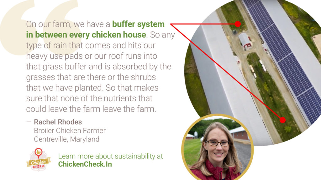 Chicken_Sustainability-Tiles_Quote_Rachel-Rhodes_buffers “On our farm, we have a buffer system in between every chicken house. So any type of rain that comes and hits our heavy use pads or our roof runs into that grass buffer and is absorbed by the grasses that are there or the shrubs that we have planted. So that makes sure that none of the nutrients that could leave the farm leave the farm.” - Rachel Rhodes, broiler chicken farmer from Maryland