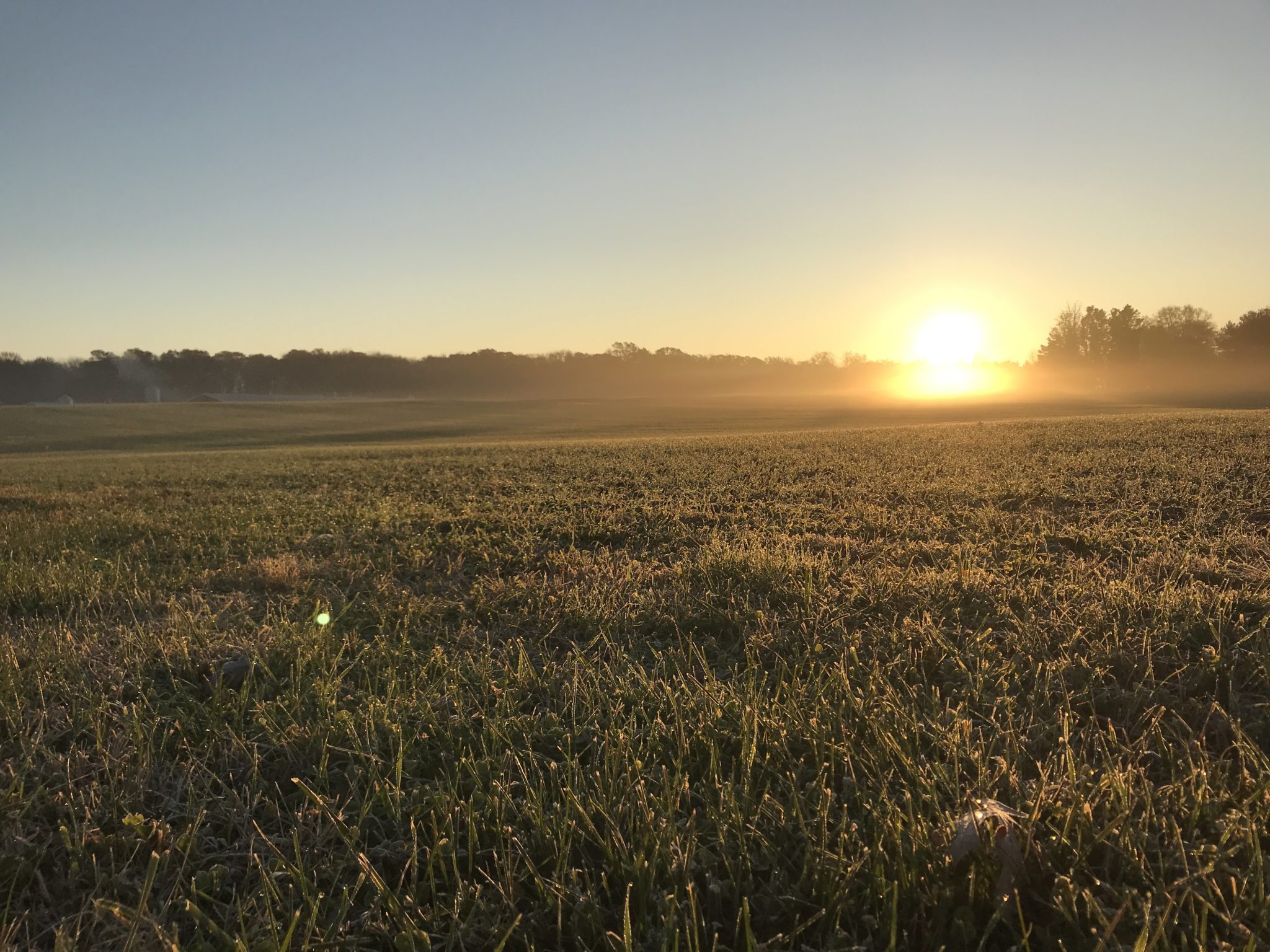 sunrisechickenfarm Chicken Check In sunrisechickenfarm Chicken Check In