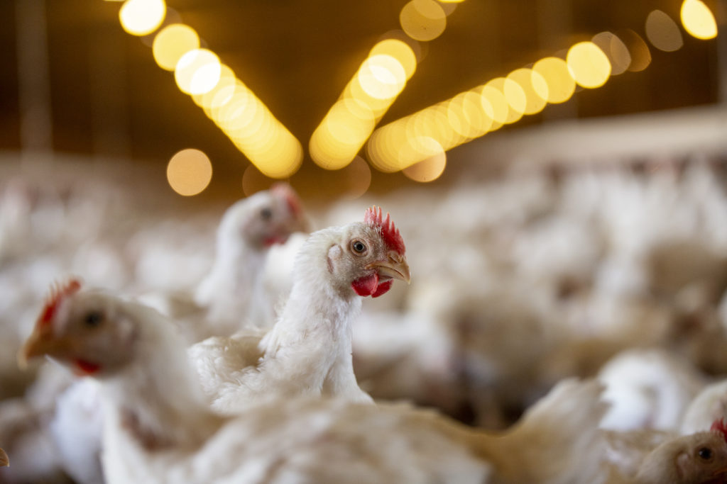 Tyson Chickens at a farm in Prairie Grove.Photo by Beth Hall