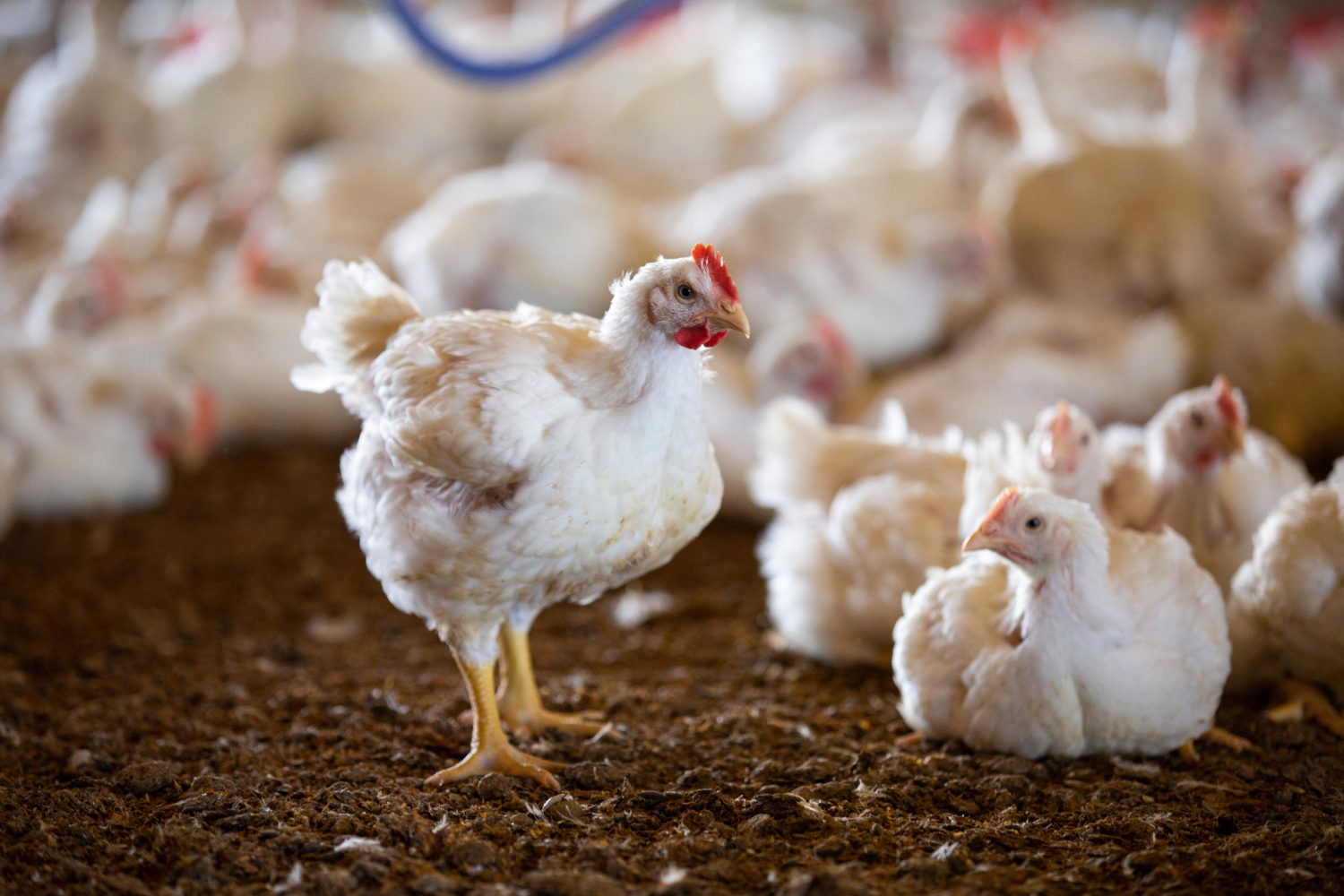 Why Are Chicken Often Raised Indoors? A Veterinarian Sets the Record