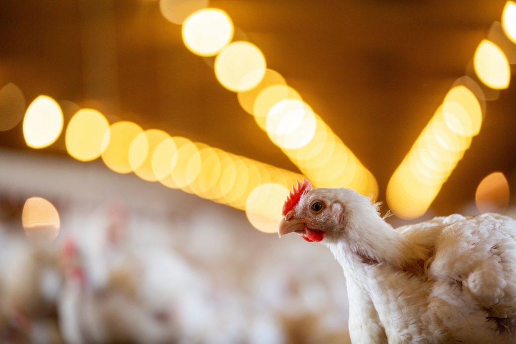 Tyson Chickens at a farm in Prairie Grove.Photo by Beth Hall Chicken