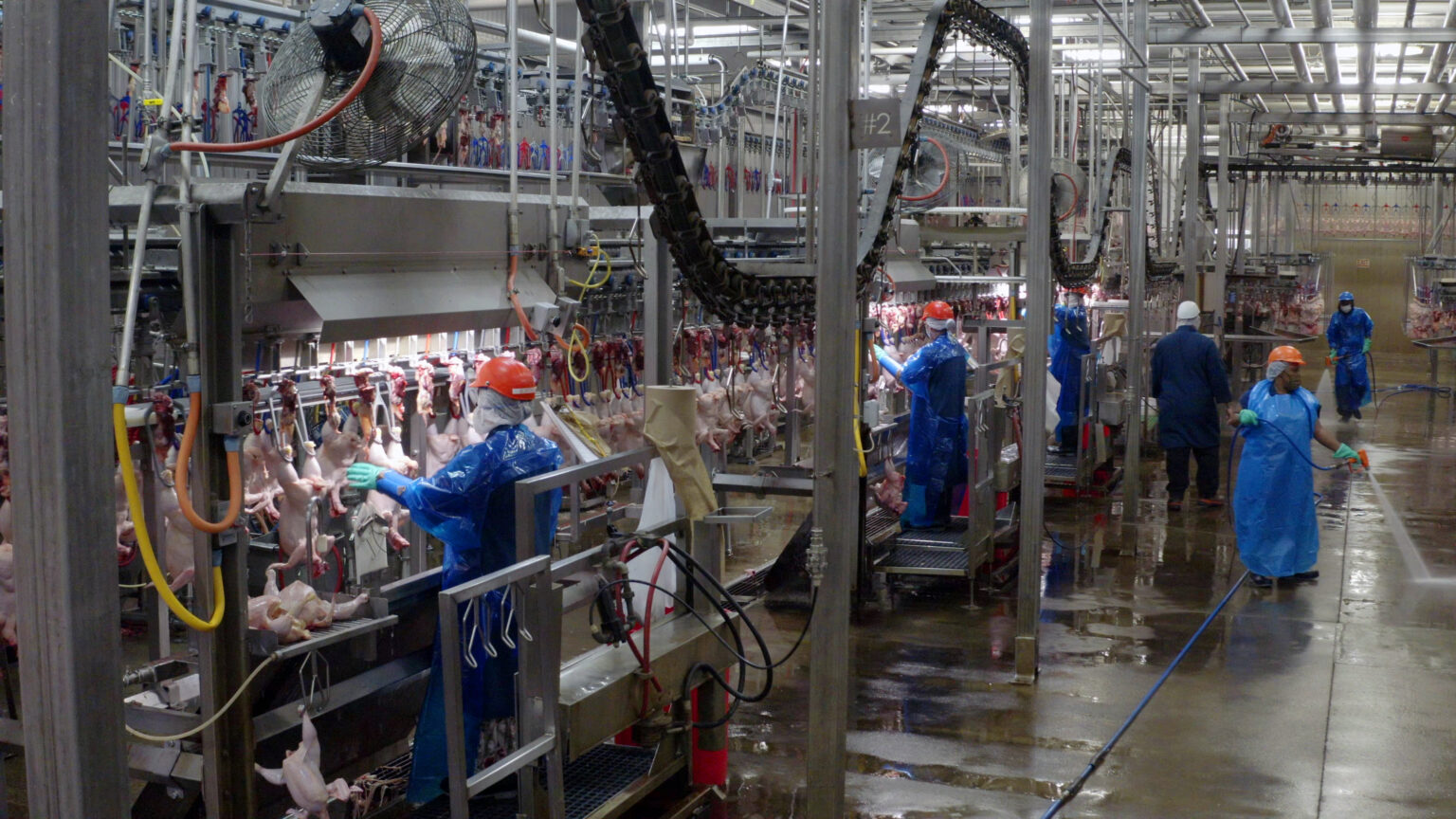 How are chickens slaughtered and processed for meat?