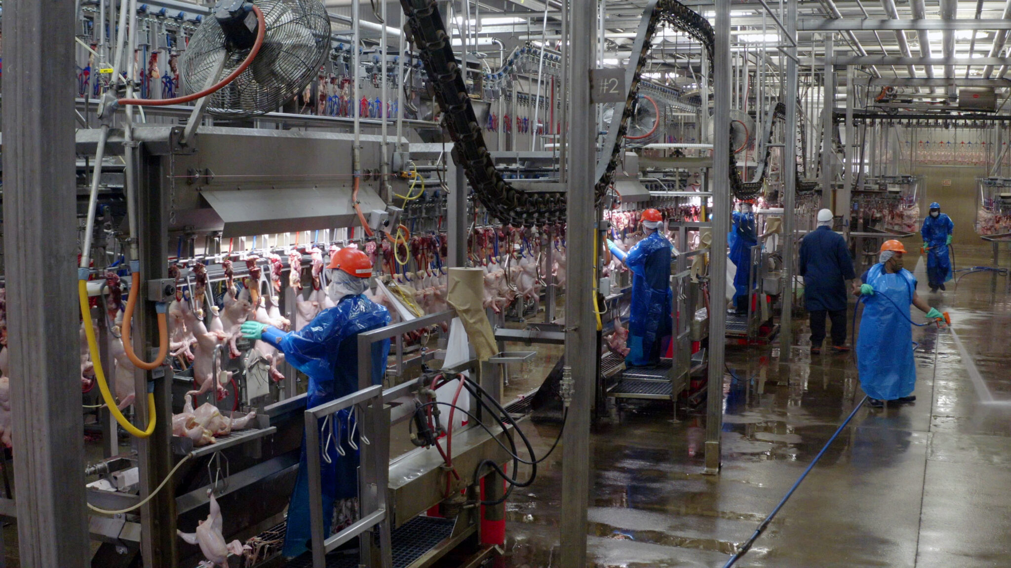 How are chickens slaughtered and processed for meat?
