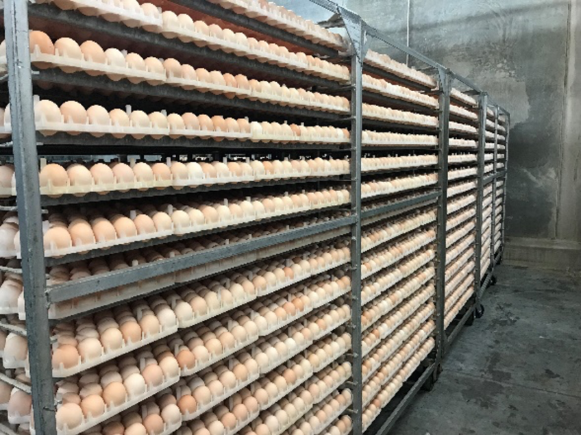 eggshatchery Chicken Check In