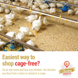 No chicken you buy from a store is raised in a cage.