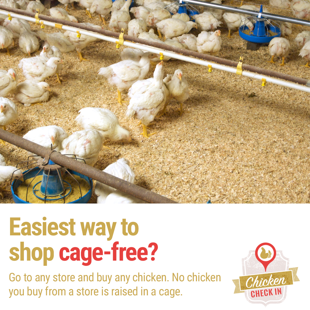 No chicken you buy from a store is raised in a cage.