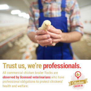 All commercial chicken broiler flocks are observed by licensed veterinarians who have professional obligations to protect chickens’ health and welfare.