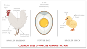 Vaccines can be administered to chickens via drinking water, spray, eye-drop, injection, or in-ovo (meaning that the vaccine is injected in the egg).
